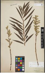 Foto von Salix purpurea L. x Salix viminalis L.